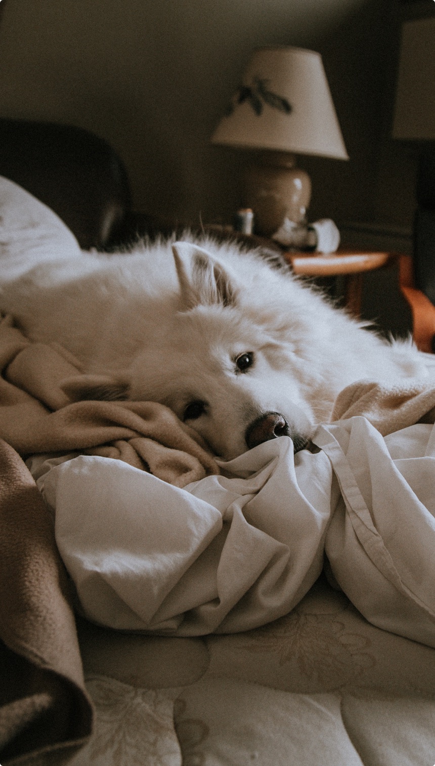 Kiwi House Sitters as a Doggy Day Care Alternative